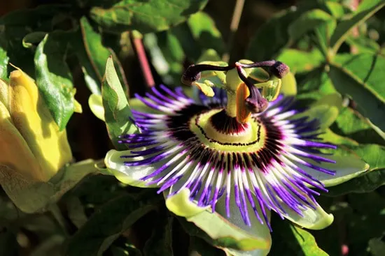 Manageable and Colorful Houseplants Purple Passion Plant