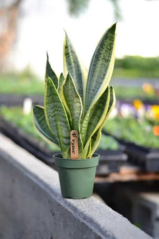 Manageable and Colorful Houseplants Snake Plant