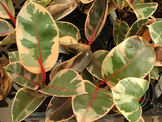 Manageable and Colorful Houseplants Variegated Rubber Plant Ficus Elastica Manageable and Colorful Houseplants Variegated Rubber Plant Ficus Elastica