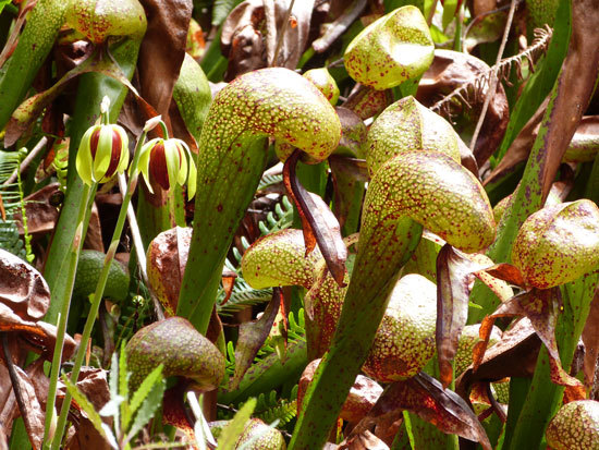 Unique Carnivorous Houseplants Cobra Lilies Darlingtonia Californica Unique Carnivorous Houseplants Cobra Lilies Darlingtonia Californica