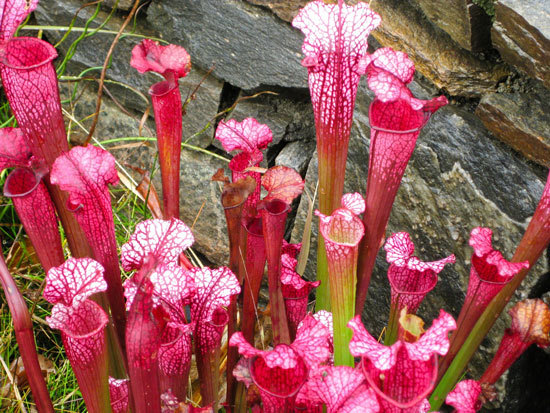 Unique Carnivorous Houseplants Purple Pitcher Plant Unique Carnivorous Houseplants Purple Pitcher Plant