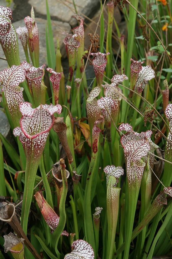 Unique Carnivorous Houseplants White Pitcher Plant Sarracenia leucophylla Unique Carnivorous Houseplants White Pitcher Plant Sarracenia leucophylla