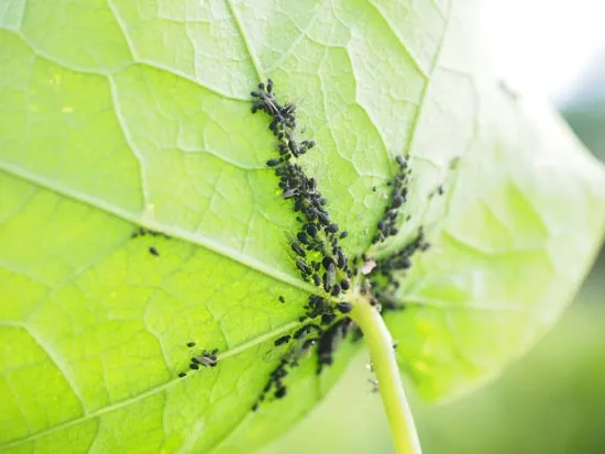 nasturtium black aphids - How to Get Rid Of Tiny Yellow Bugs (Aphids)