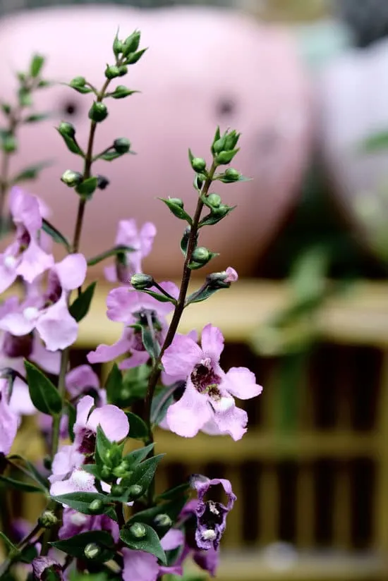 Colorful Annual Flowers Angelonia Colorful Annual Flowers Angelonia