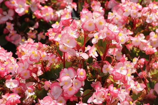 Colorful Annual Flowers Begonia