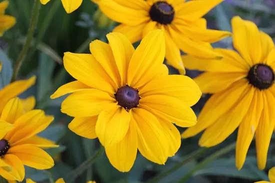 Colorful Annual Flowers Black Eyed Susan Rudbeckia