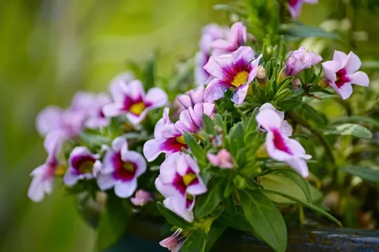 Colorful Annual Flowers Calibrachoa Million Bells Colorful Annual Flowers Calibrachoa Million Bells