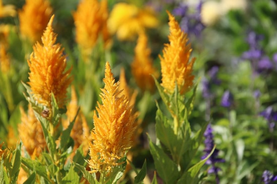 Colorful Annual Flowers Celosia