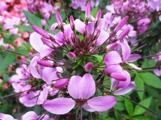Colorful Annual Flowers Cleome Spider Flower Colorful Annual Flowers Cleome Spider Flower