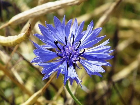 Colorful Annual Flowers Cornflower Bachelors Buttons