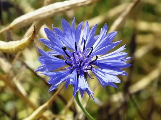 Colorful Annual Flowers Cornflower Bachelors Buttons Colorful Annual Flowers Cornflower Bachelors Buttons