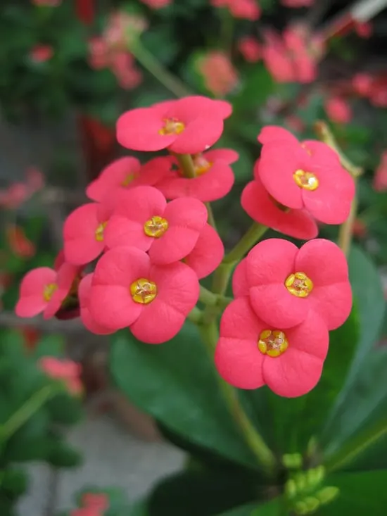 Colorful Annual Flowers Euphorbia Colorful Annual Flowers Euphorbia