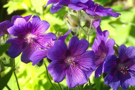 Colorful Annual Flowers Geranium