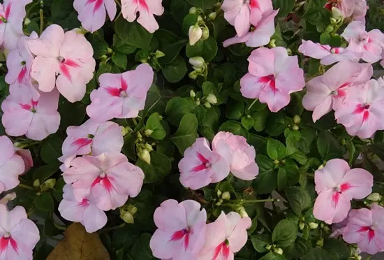 Colorful Annual Flowers Impatiens Walleriana Colorful Annual Flowers Impatiens Walleriana