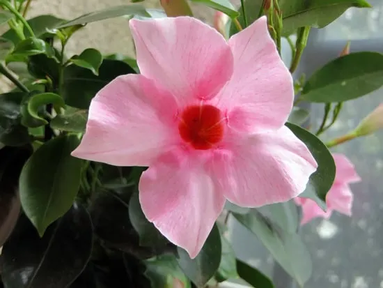 Colorful Annual Flowers Mandevilla