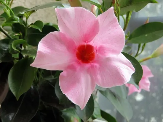 Colorful Annual Flowers Mandevilla Colorful Annual Flowers Mandevilla