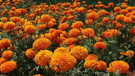 Colorful Annual Flowers Marigold Colorful Annual Flowers Marigold
