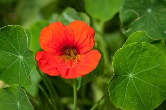 Colorful Annual Flowers Nasturtium Colorful Annual Flowers Nasturtium