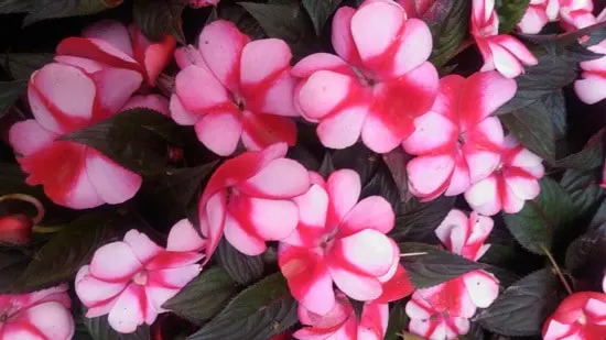Colorful Annual Flowers New Guinea Impatiens Colorful Annual Flowers New Guinea Impatiens