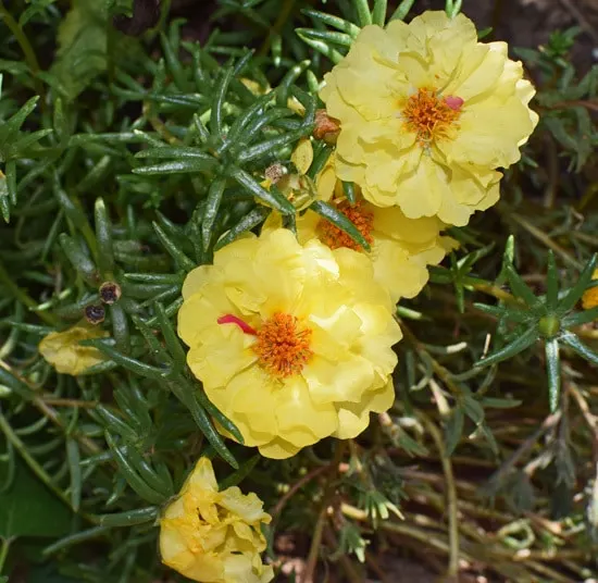 Colorful Annual Flowers Portulaca Colorful Annual Flowers Portulaca