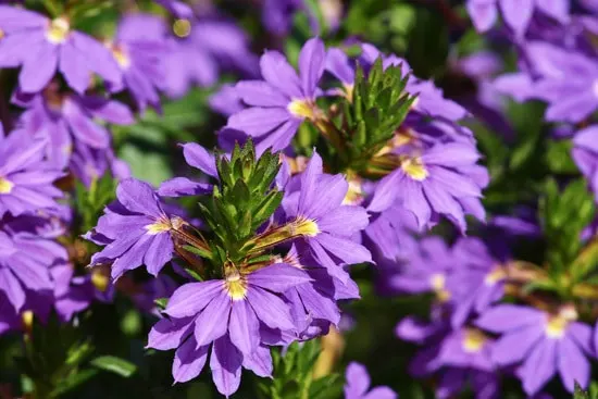 Colorful Annual Flowers Scaevola Aemula Fan Flower Colorful Annual Flowers Scaevola Aemula Fan Flower