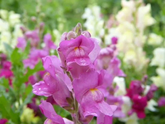 Colorful Annual Flowers Snapdragon Colorful Annual Flowers Snapdragon