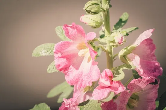 Colorful Annual Flowers Stock Rose Colorful Annual Flowers Stock Rose