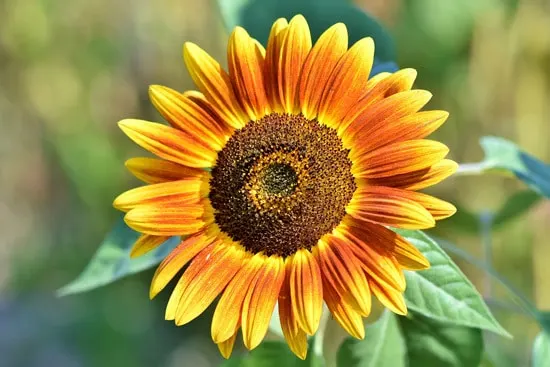 Colorful Annual Flowers Sunflower Colorful Annual Flowers Sunflower