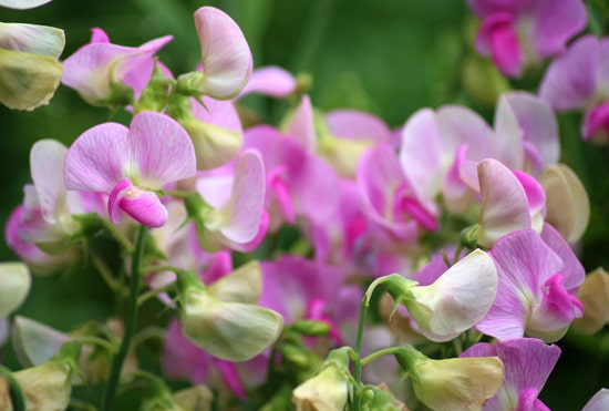 Colorful Annual Flowers Sweet Pea