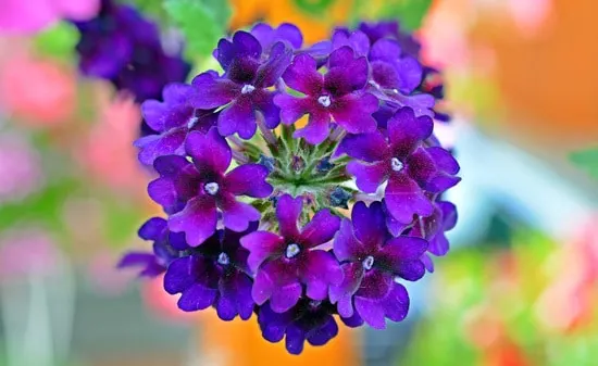 Colorful Annual Flowers Verbena and Tall Verbena Brazilian Verbena