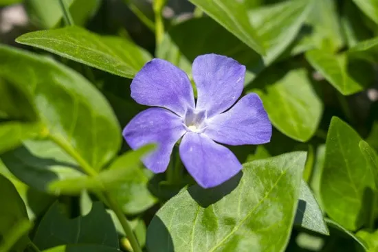 Colorful Annual Flowers Vinca