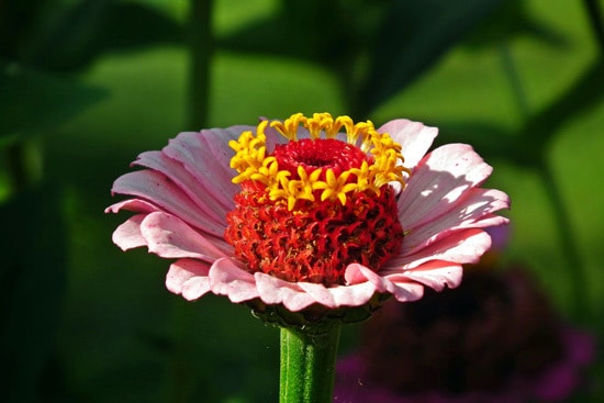 Colorful Annual Flowers Zinnia