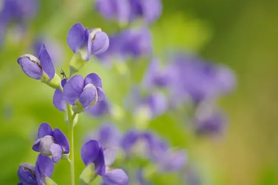 Easy To Grow Perennial Flowers Baptisia