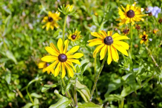 Easy To Grow Perennial Flowers Black Eyed Susan