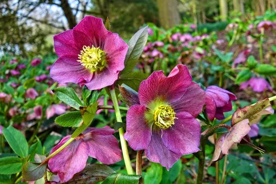 Easy To Grow Perennial Flowers Hellebore