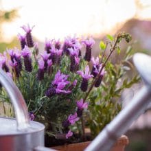 Easy To Grow Perennial Flowers Lavender Easy To Grow Perennial Flowers Lavender