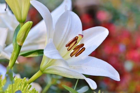 Easy To Grow Perennial Flowers Lily
