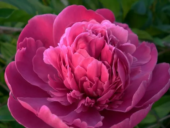 Easy To Grow Perennial Flowers Peony