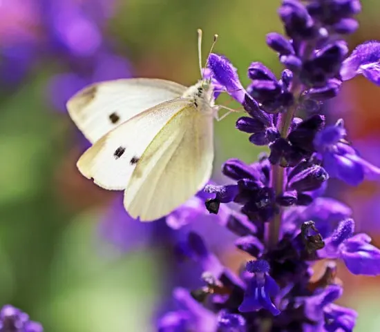 Easy To Grow Perennial Flowers Salvia