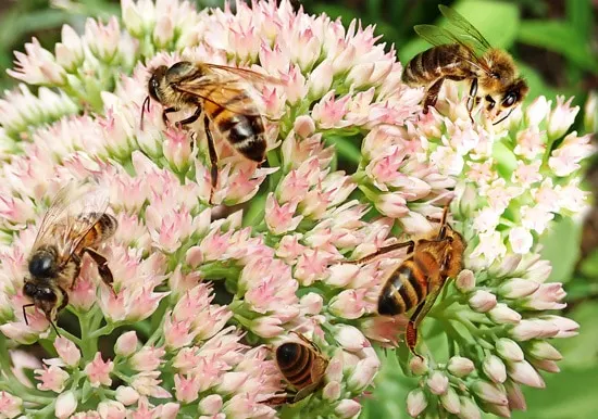 Easy To Grow Perennial Flowers Sedum