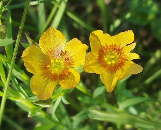 Flax Easy Annual Flowers To Grow From Seed