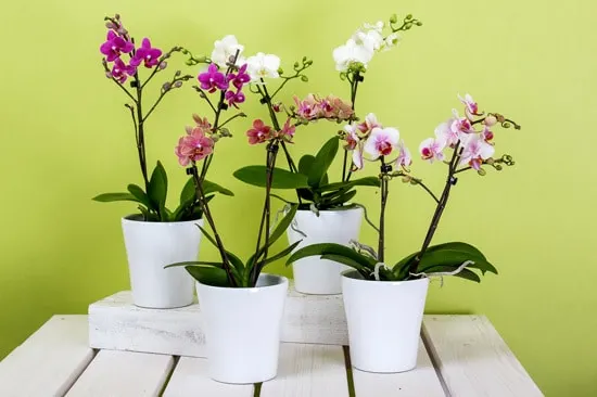 How Long Do Orchids Live Growing orchids indoors