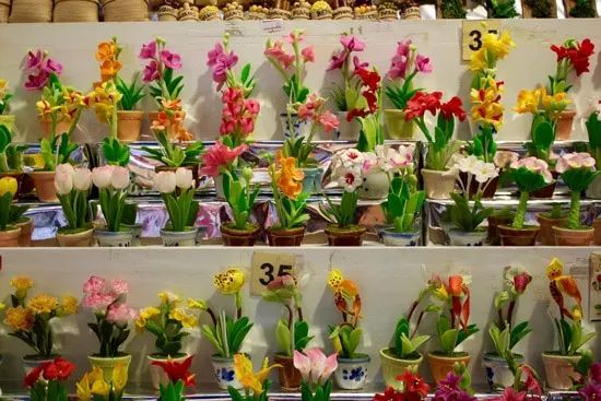 How Long Do Orchids Live variety of orchids in flower pots