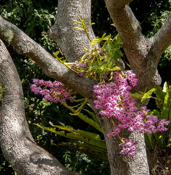 How Long Do Orchids Live How Long Do Orchids Live