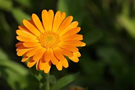 Marigold Easy Annual Flowers To Grow From Seed
