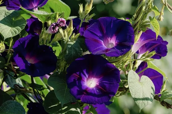 Morning Glory Easy Annual Flowers To Grow From Seed