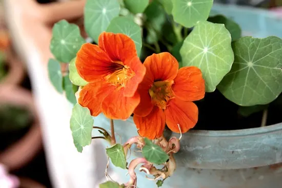 Nasturtium Easy Annual Flowers To Grow From Seed