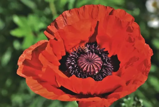 Poppy Easy Annual Flowers To Grow From Seed