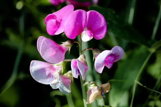 Sweet Pea Easy Annual Flowers To Grow From Seed