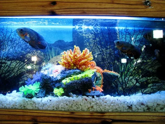Which Is the Best Water For Plants Water from fish tank